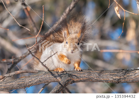 The squirrel sits on a branches without leaves in the winter or autumn 135394432