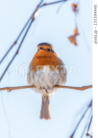 Cute bird the European Robin, Erithacus rubecula. sitting on the tree branch in winter. Cute bird the European Robin, Erithacus rubecula. sitting on the tree branch in winter. 135394440