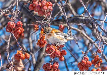 Brambling (Fringilla montifringilla) feeds on apples in winter. Brambling (Fringilla montifringilla) feeds on apples in winter. 135394441