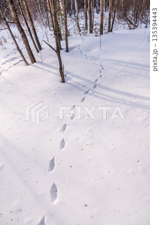 Traces of a hare and a fox chasing him on white snow in the forest. Traces of animals in snow. Hare, wolf, fox, dog, cat paws footprints in the forest. 135394443