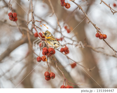 Brambling (Fringilla montifringilla) feeds on apples in winter. Brambling (Fringilla montifringilla) feeds on apples in winter. 135394447