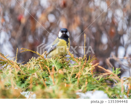 Cute bird Great tit, songbird sitting on the fir branch Cute bird Great tit, songbird sitting on the fir branch 135394448