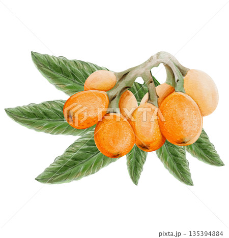 A branch with orange fruits. Exotic medlar. Many small orange berries. Long and narrow leaves. Botanical composition. Watercolor illustration. Hand-drawn. No background. High quality illustration 135394884