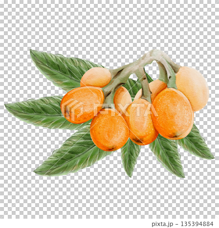 A branch with orange fruits. Exotic medlar. Many small orange berries. Long and narrow leaves. Botanical composition. Watercolor illustration. Hand-drawn. No background. High quality illustration 135394884