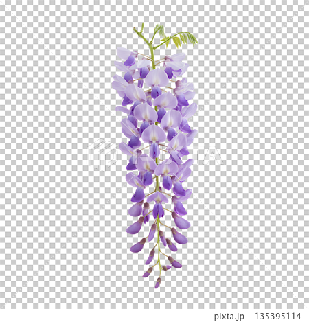Realistic purple wisteria flowers 135395114