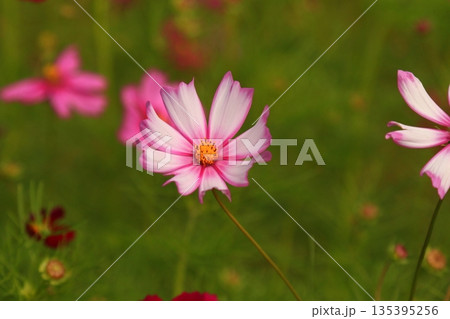 秋の日差しを受けて咲くピンクのコスモス 135395256