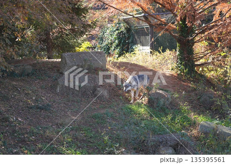 オオカミ　狼 135395561