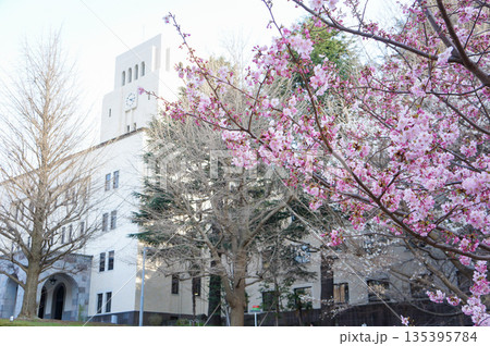 東京の目黒区にキャンパスを構える大学の校内に咲く桜の木 135395784