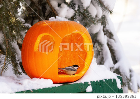 Pumpkin feeder with seeds and a bird in the winter snowy yard. Pumpkin feeder with seeds and a bird in the winter snowy yard. 135395863