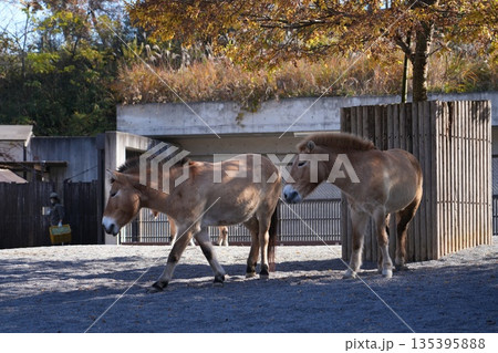 食事中のモウコノウマ 135395888