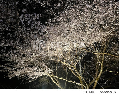 桜ナイトショット 桜ナイトショット 135395915