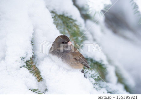Dark-eyed junco sits on the snowy spruce tree. 135395921