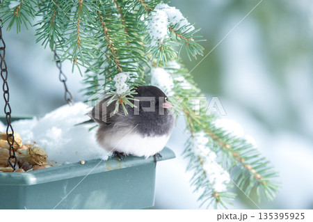Little bird junco is in the feeder with food in winter park. Little bird junco is in the feeder with food in winter park. 135395925