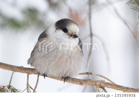 Canada jay sits on the fir branch in the snowy forest. 135395938