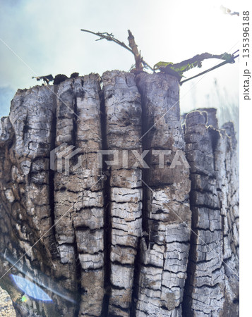 燃える盛る切り株　山火事の跡 135396188