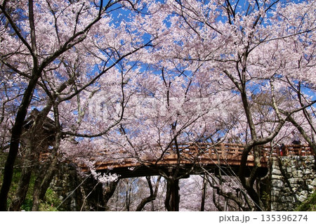 高遠城址公園の桜・桜雲橋(長野県・伊那市) 高遠城址公園の桜・桜雲橋(長野県・伊那市) 135396274