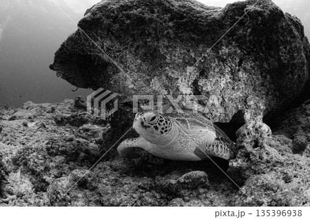 ウミガメ　パラオの海　ダイビングの風景 135396938