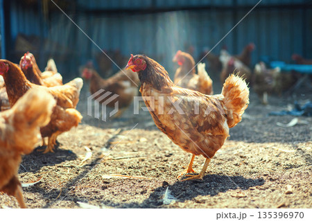 group of chickens are standing in  field 135396970