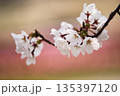 桜の花びら 135397120
