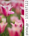春の花壇に咲くピンクのチューリップ 135397122