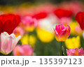 華やかなチューリップ 135397123