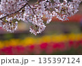 桜と華やかなチューリップ 135397124
