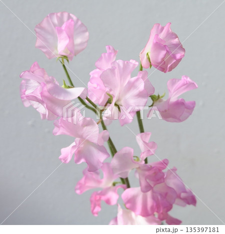 スイートピーキャサリンの切花1 スイートピーキャサリンの切花1 135397181