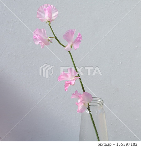 スイートピーキャサリンの切花1 スイートピーキャサリンの切花1 135397182