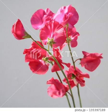 スイートピースカーレットの切花1 135397189