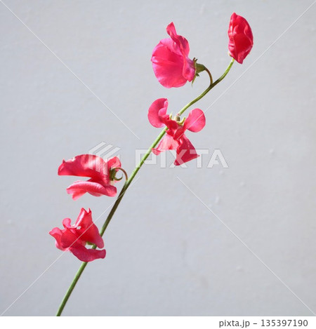 スイートピースカーレットの切花2 135397190