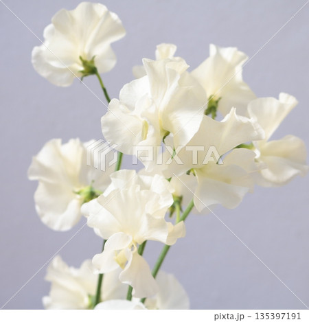 スイートピーステラの切花1 135397191