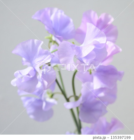 スイートピーラベンダーの切花1 135397199