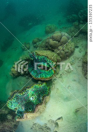 大きなシャコガイ　パラオの海　ダイビングの風景 135397235