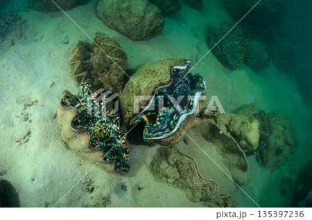 大きなシャコガイ　パラオの海　ダイビングの風景 135397236