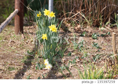 庭に咲いている黄色の水栓 135397259