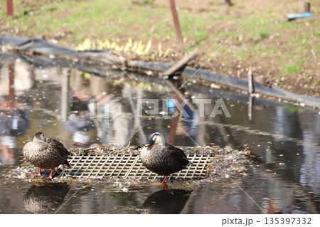 公園の池で休むカルガモ 公園の池で休むカルガモ 135397332