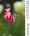 赤いチューリップ 135397336