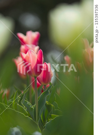 赤いチューリップ 赤いチューリップ 135397336