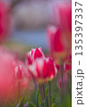赤いチューリップ 135397337