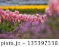 満開のチューリップ 135397338