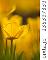 黄色いチューリップ 135397339