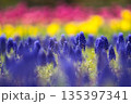 春の訪れを告げるムスカリの花 135397341