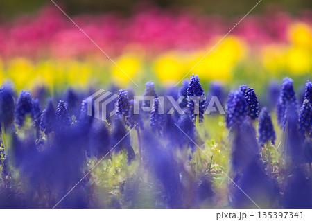 春の訪れを告げるムスカリの花 135397341