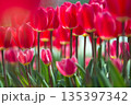 ピンクのチューリップ 135397342