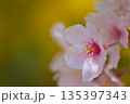 桜咲く 135397343