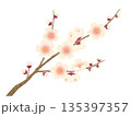 水彩風の梅の花 135397357