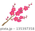 水彩風の梅の花 135397358