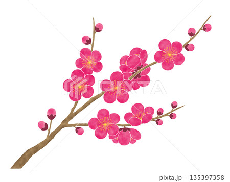水彩風の梅の花 135397358