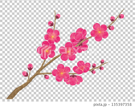 水彩風の梅の花 135397358