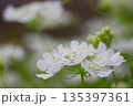 白い花 135397361